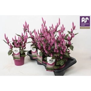 CEL WILD PINK