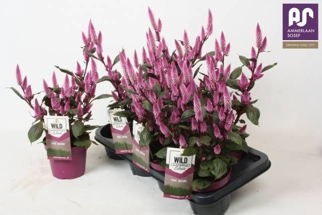 <h4>CEL WILD PINK</h4>