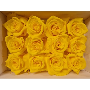Ro Pres.. Yellow (4cm)