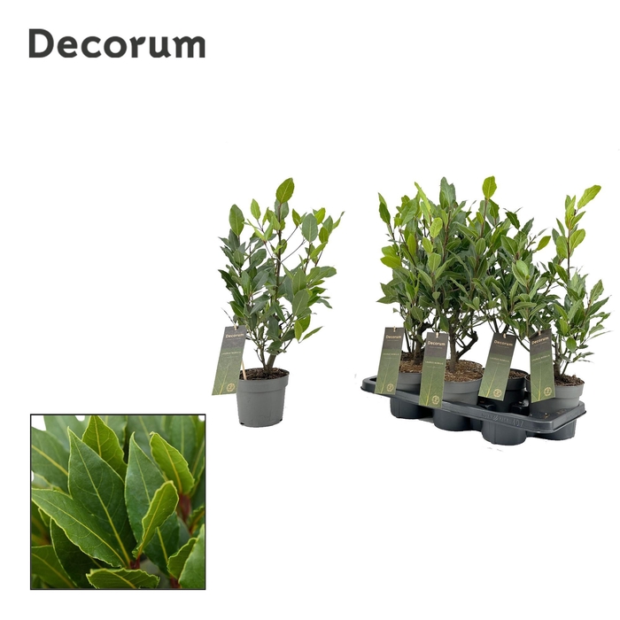 <h4>Laurus nobilis Struik (stek)</h4>