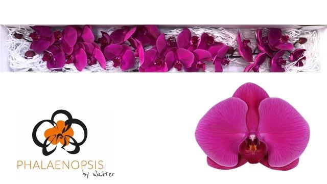 <h4>PHAL PURPLE HAZE</h4>