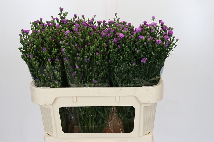 <h4>Aster Casarosa</h4>