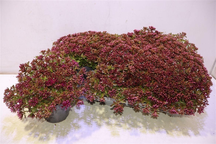 <h4>Sedum Spu Spot D Ros</h4>