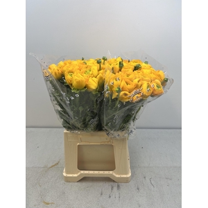 RAN CLONI EXTRA OMEGA