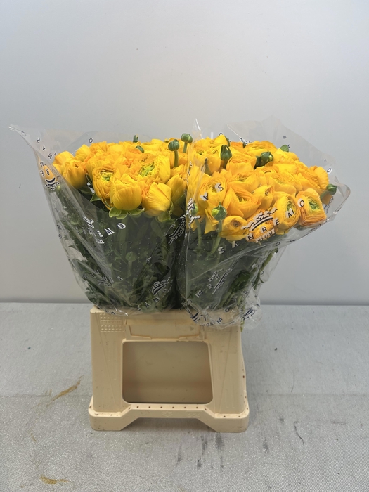 <h4>RAN CLONI EXTRA OMEGA</h4>