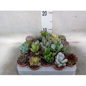 Succulents   ...