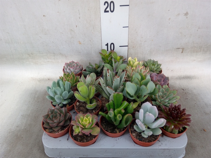 <h4>Succulents   ...</h4>