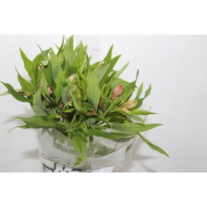 ALSTROEMERIA CANYON 080 CM