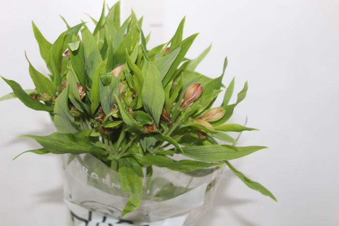 <h4>ALSTROEMERIA CANYON 080 CM</h4>