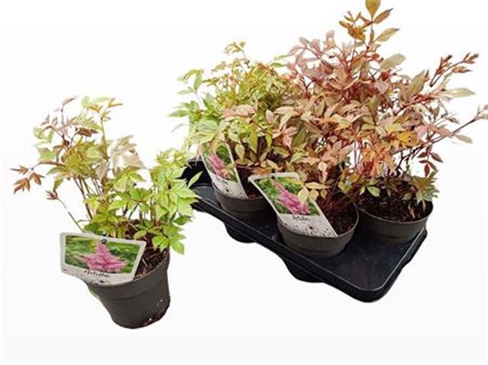 <h4>Astilbe Gem 2 Kl</h4>