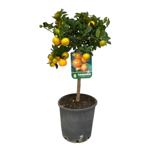 CITR MICROCARPA