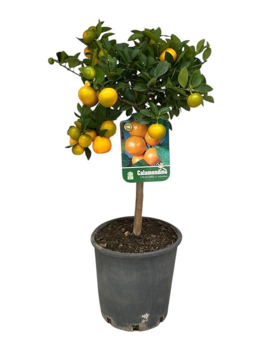 <h4>CITR MICROCARPA</h4>
