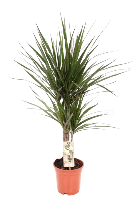 <h4>Marginata P17 30-10</h4>