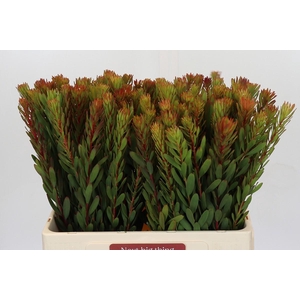 Leucadendron Safari Sunset