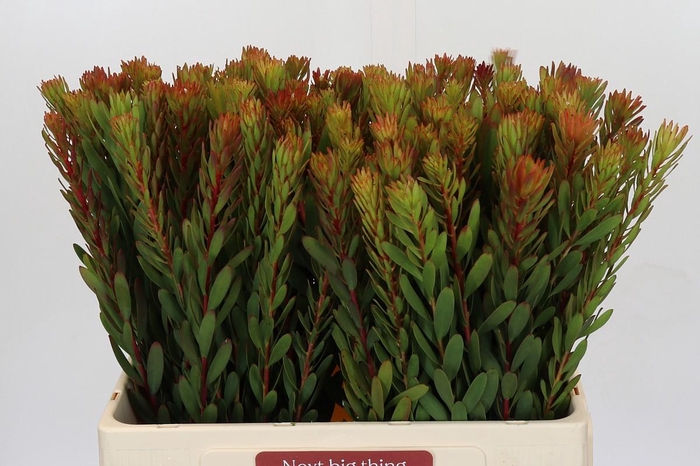<h4>Leucadendron Safari Sunset</h4>