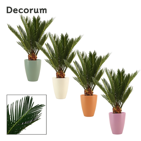 <h4>Cycas revoluta 12 cm, 6+ veren in Carly (Craft world-collection)</h4>