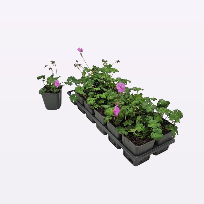 <h4>Geranium Cantabrigiense 'Karmina</h4>