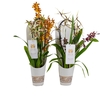 Orchideeen Orchideeën gemengd in po