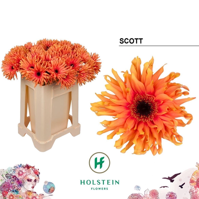 <h4>Ge Kv Pasta Scott</h4>