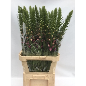 Digitalis Purpurea Camelot Lavender