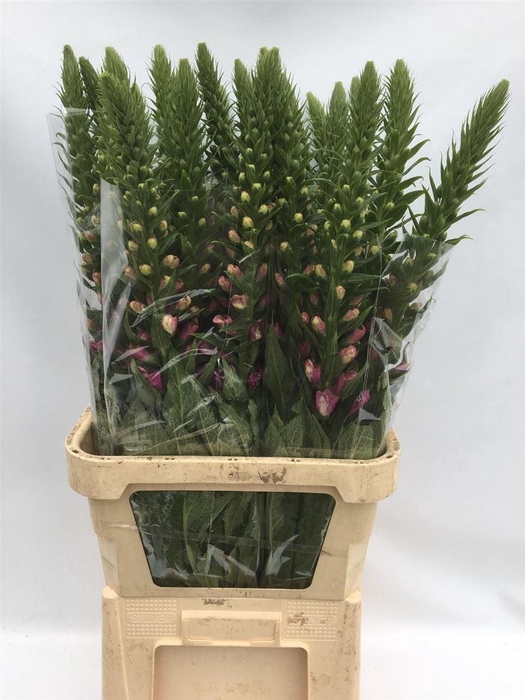 <h4>Digitalis Purpurea Camelot Lavender</h4>