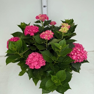 .Hydrangea macr big pink