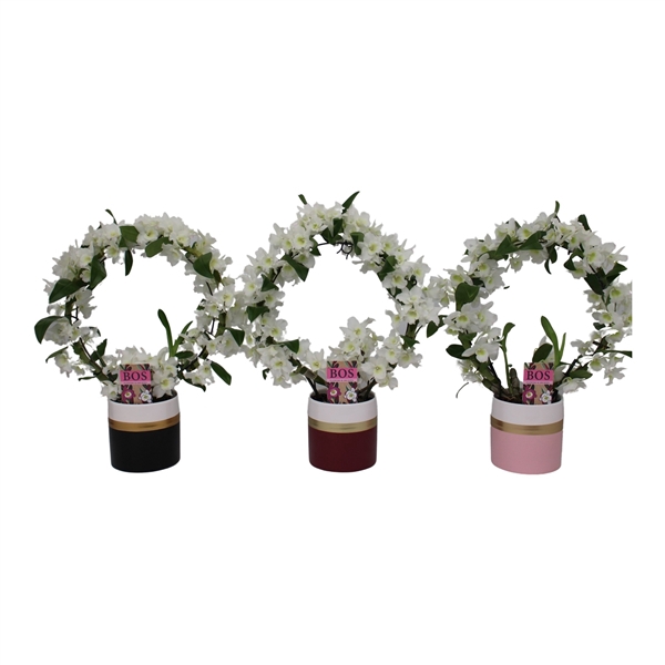 <h4>Dendrobium Nobile, Bow 'Horizon mix'</h4>