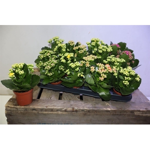 arr8 Kal Ge Ro Gem 5 Kl