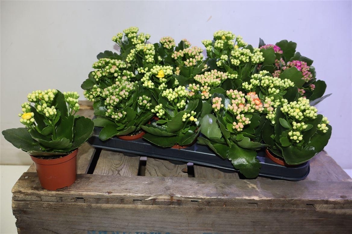 <h4>arr8 Kal Ge Ro Gem 5 Kl</h4>