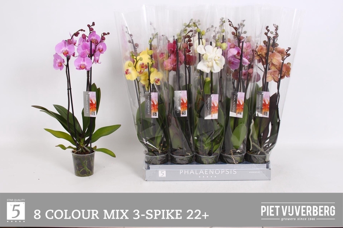 <h4>PHAL GEM 8 KL</h4>