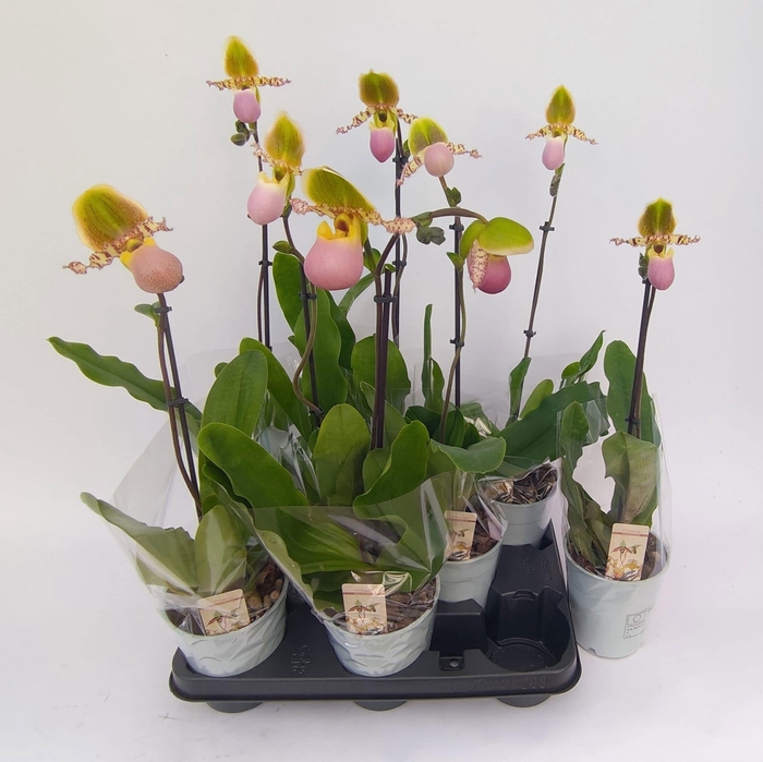 <h4>PAPH MULTIFLOWER GEM</h4>