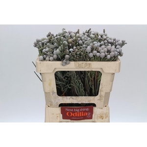Kaaps Groen Silver Brunia