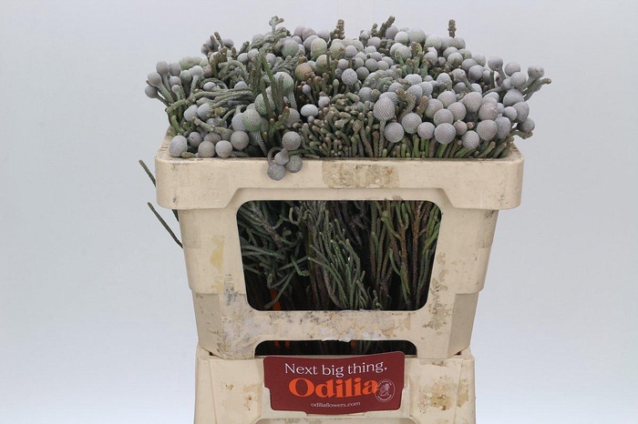 <h4>Cape Green Silver Brunia</h4>