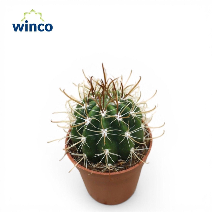<h4>Coleocephalocereus Goebelianus</h4>