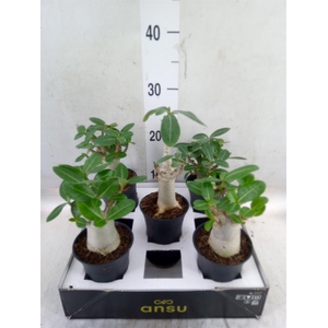 Adenium NB 'Ansu Baobab'