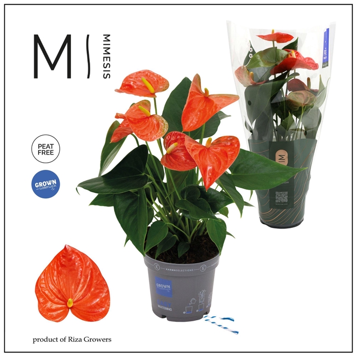 <h4>Mimesis Anthurium KARMA Orange - 12cm</h4>