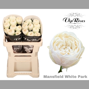 R GR MANSFIELD WHITE PARK