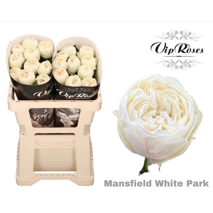 R GR MANSFIELD WHITE PARK