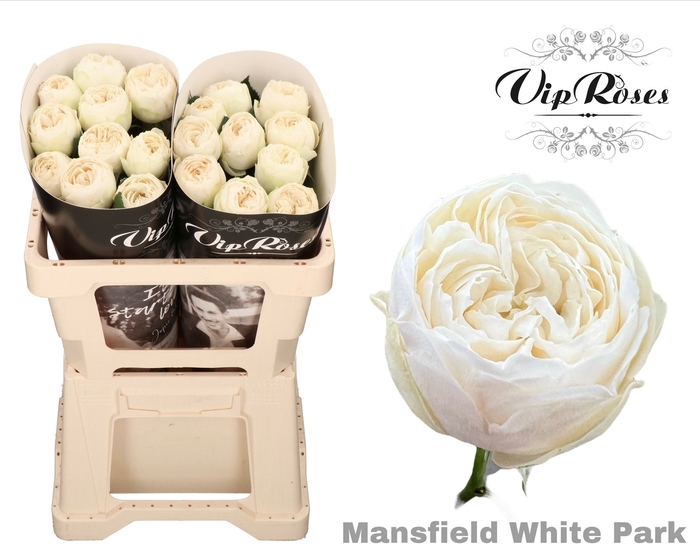 R GR MANSFIELD WHITE PARK