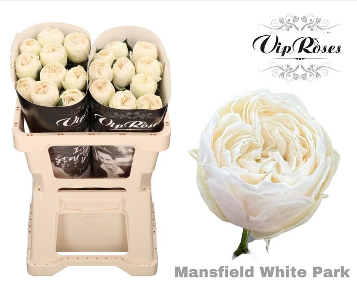 <h4>R GR MANSFIELD WHITE PARK</h4>