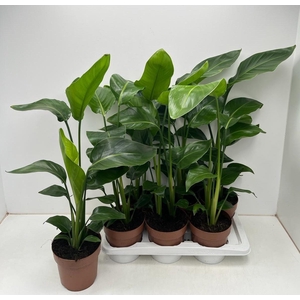 STRELITZIA NICOLAI