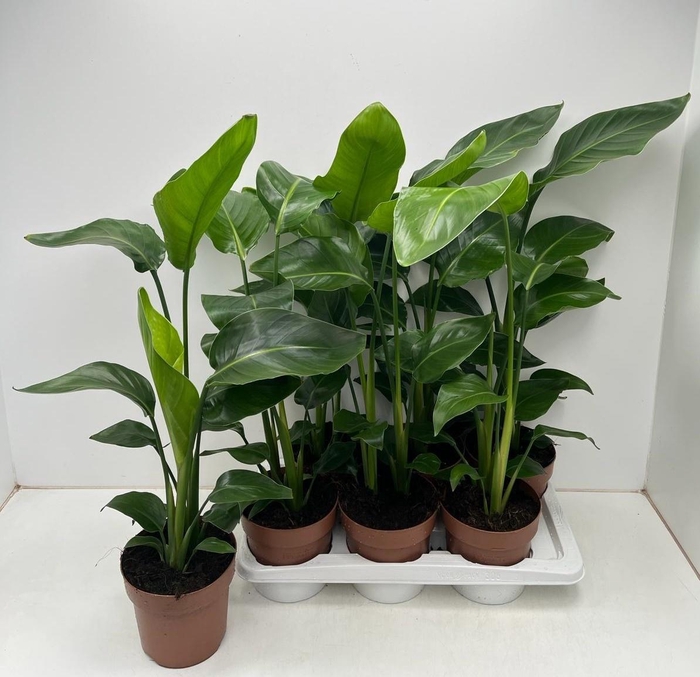 <h4>STRELITZIA NICOLAI</h4>