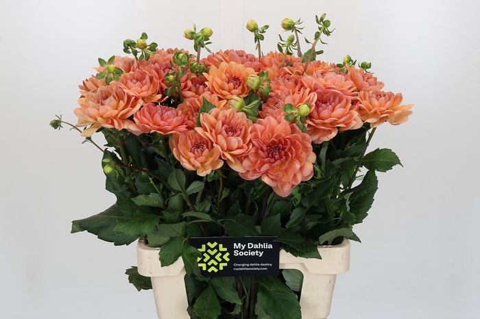 <h4>Dahlia Yvonne Geerlings</h4>