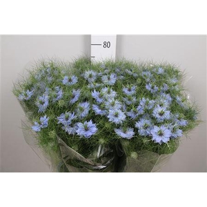 Nige D Sky Blue