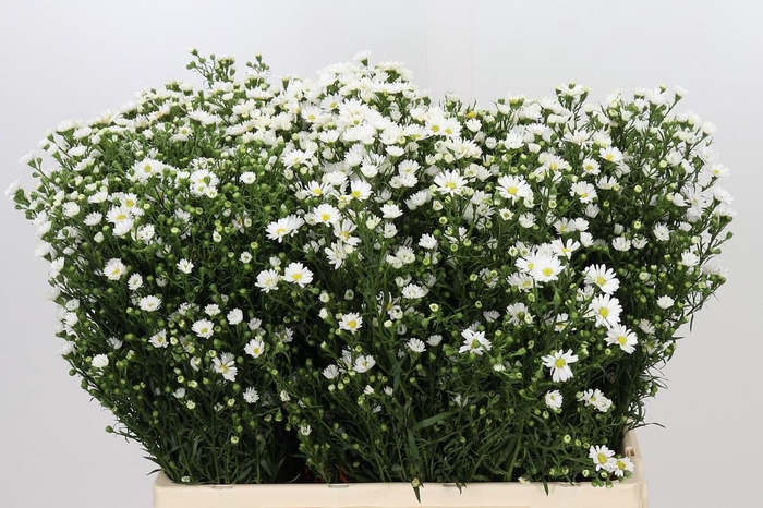 <h4>Aster Paquita</h4>