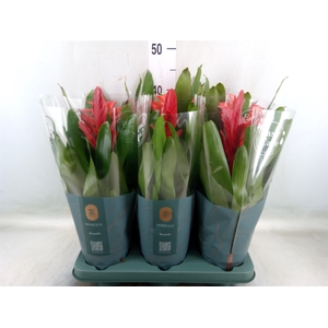 Bromelia   ...mix
