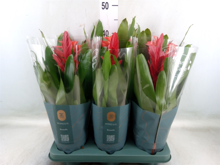 <h4>Bromelia   ...mix</h4>