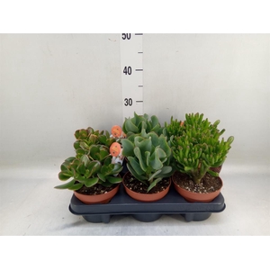 Crassula   ...mix