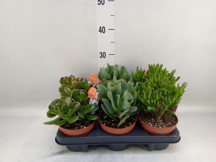 <h4>Crassula   ...mix</h4>