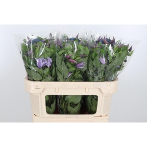 Clem Star River Lavendel